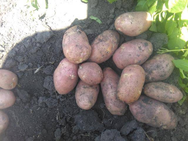 Обзор и описания лучших сортов картофеля для выращивания на урале: ранних, средних и поздних