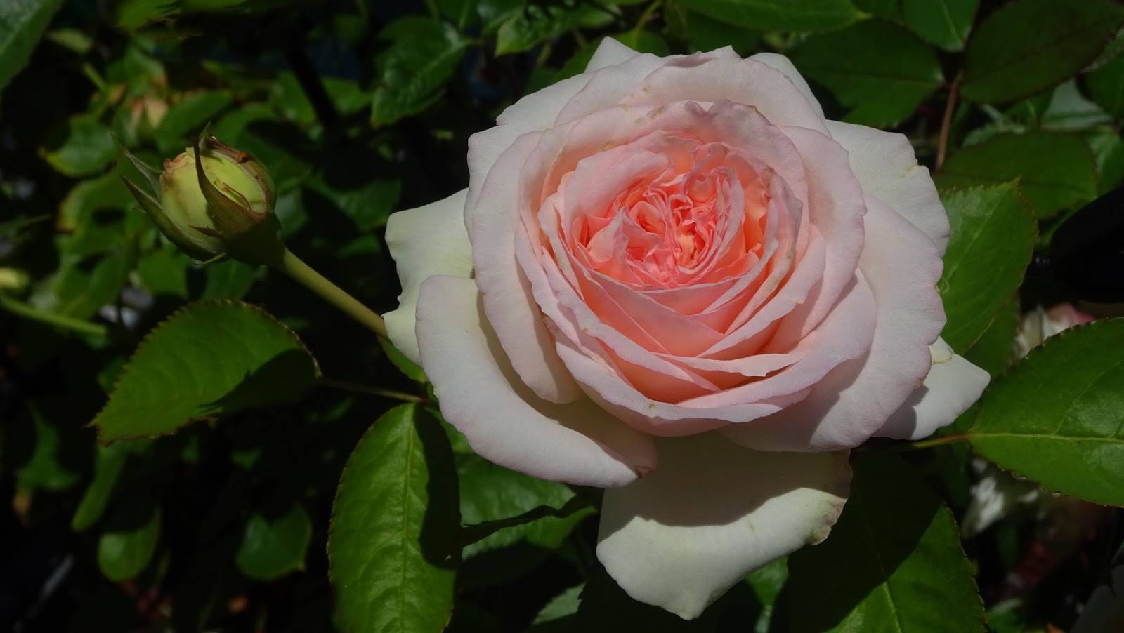 Описание и характеристики роз сорта пьер де ронсар, посадка и уход