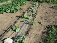 Сроки и правила посадки арбуза на рассаду и уход (+пошаговое фото посева)