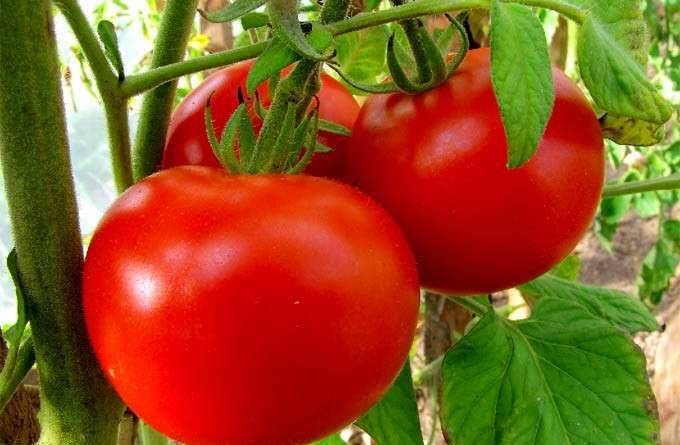 Список лучших сортов и гибридов помидоров с описаниями и характеристиками