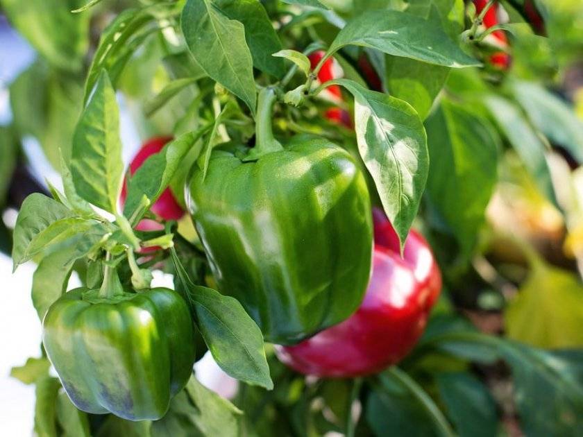 8 способов применения борной кислоты в саду и огороде