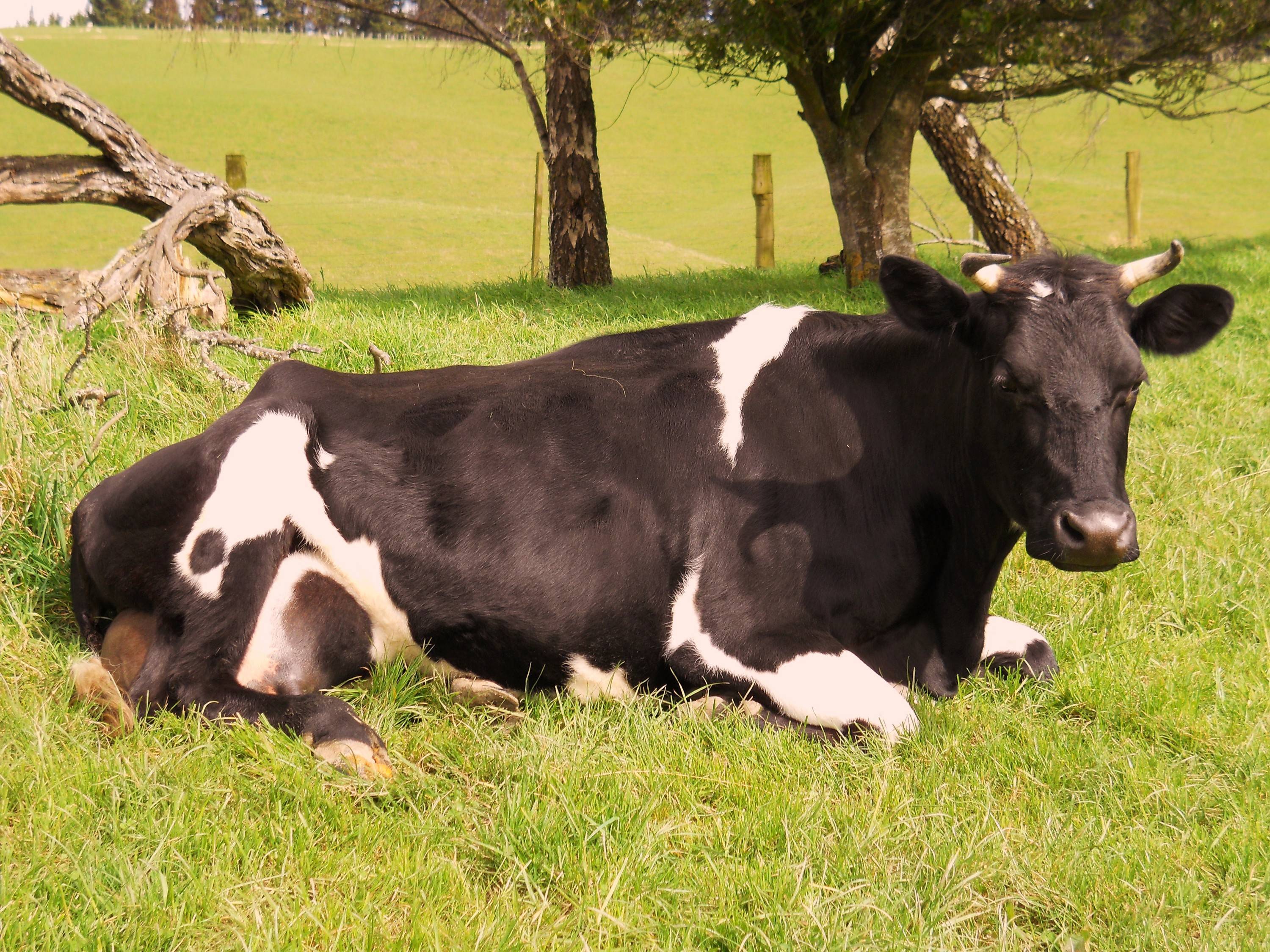 Что делать, если у коровы появились кровяные выделения: диагностика заболевания, правила лечения