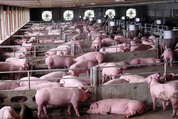 Правила разведения свиней в домашних условиях для начинающих