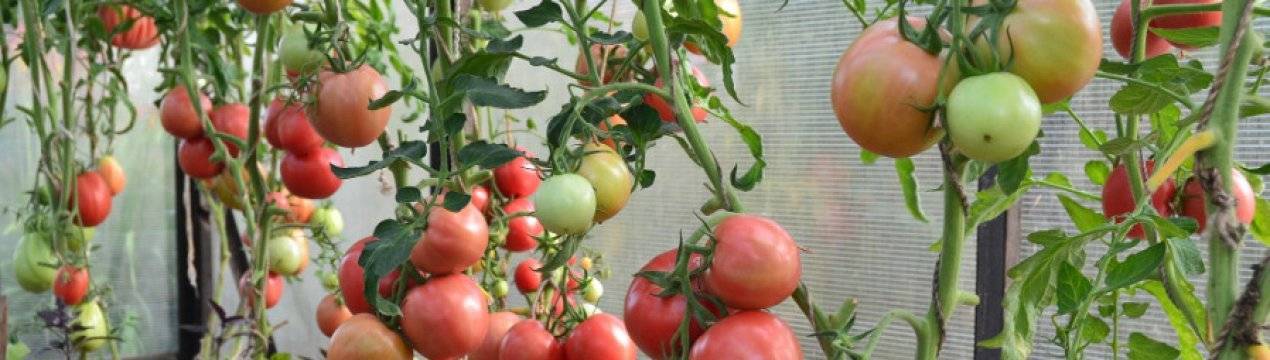 Сорт томата «кемеровец»: описание, характеристика, посев на рассаду, подкормка, урожайность, фото, видео и самые распространенные болезни томатов