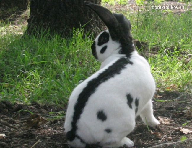 Особенности содержания и разведения серебристого кролика