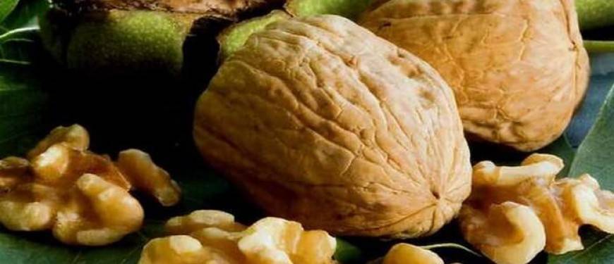 Выращивание грецкого ореха сорта идеал