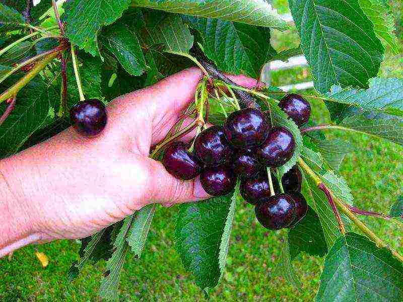 Черешня чермашная – сочные и привлекательные ягоды на вашем участке