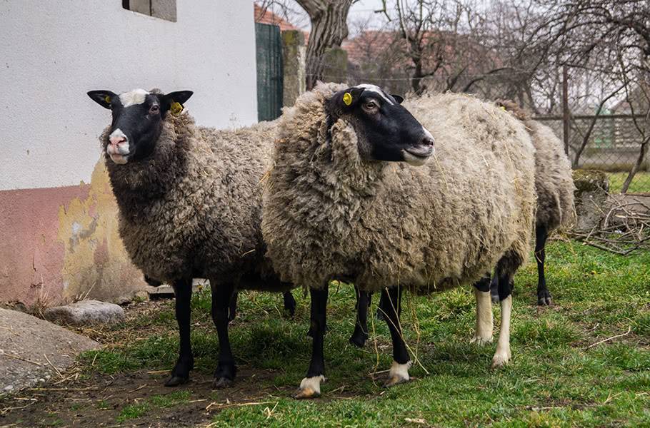 Отечественная ташлинская порода овец