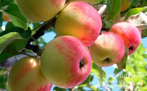 Как правильно выбрать саженец яблони?