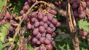Виноград виктор — настоящий вкус победы. как правильно посадить и выращивать