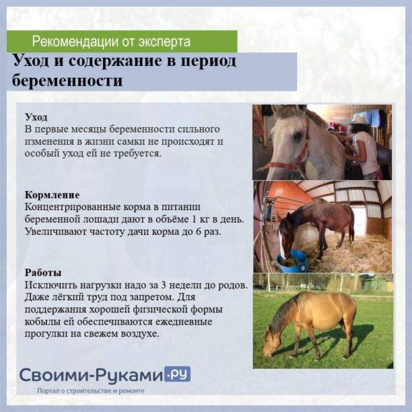 Беременность у лошадей
