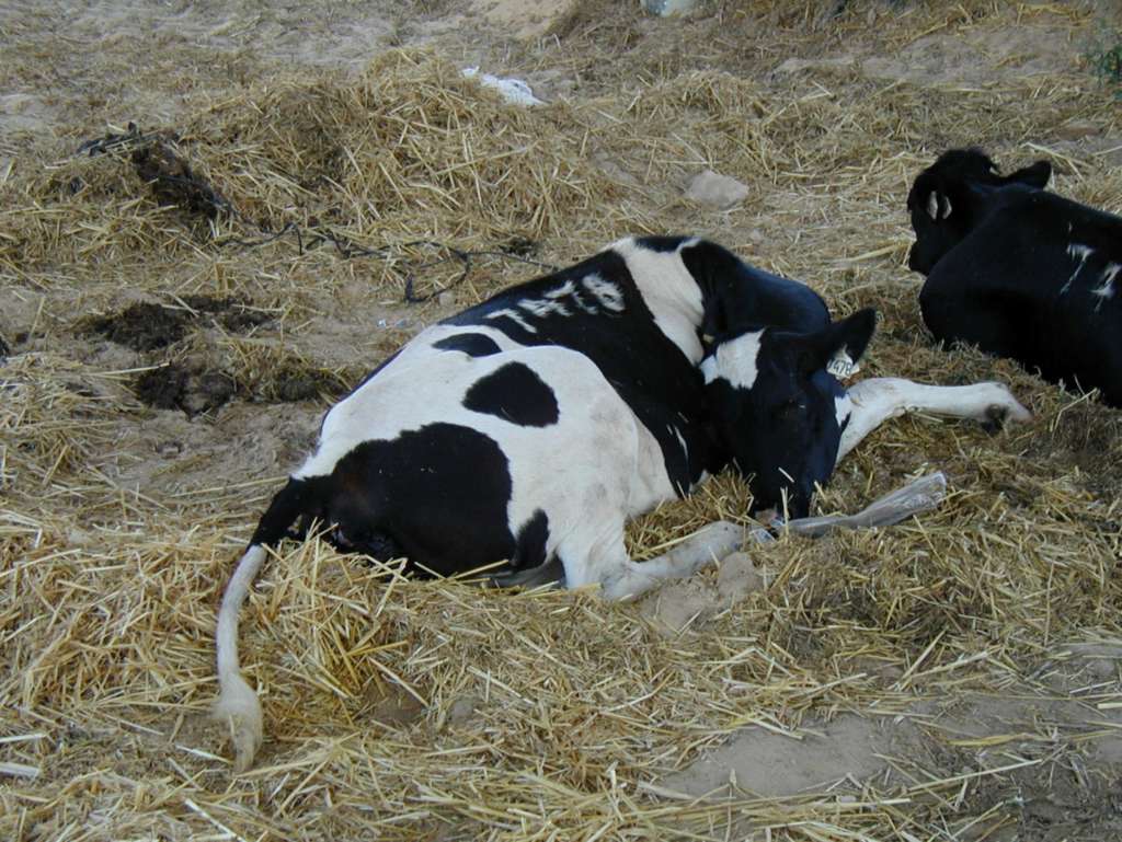 Цистицеркоз крупного рогатого скота: что за болезнь и как с ней бороться