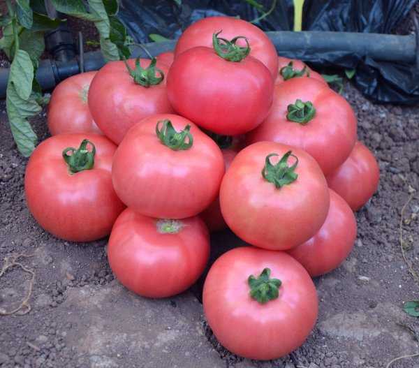Крупноплодный томат «розовый гигант»: описание сорта, характеристика, секреты выращивания, фото помидоров