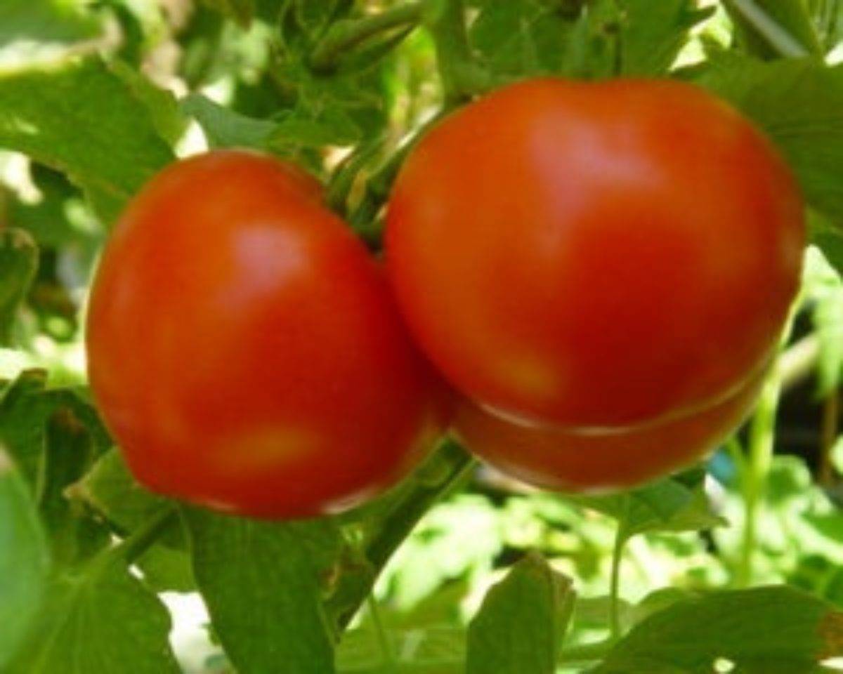 Низкорослые сорта томатов Невский