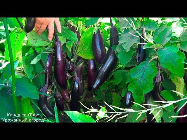 Советы «Урожайного огорода Татьяны», когда и как сеять томаты