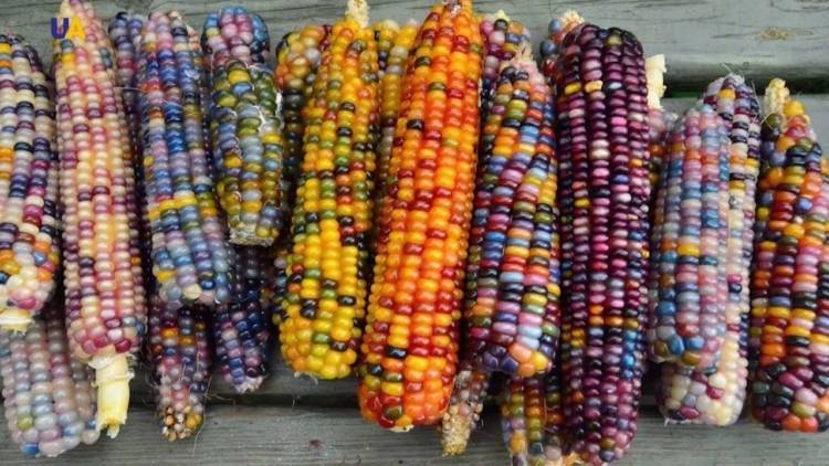 Необычная цветная кукуруза – можно ли ее есть и что это за сорт?
