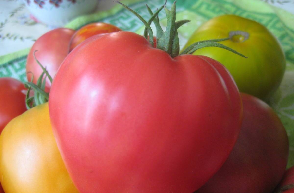Характеристика и описание сорта томата сахарная настасья, его урожайность