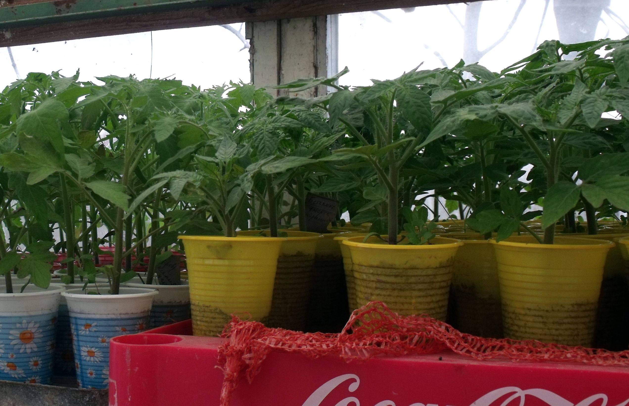 Выращивание рассады помидоров дома. как правильно посадить томаты?