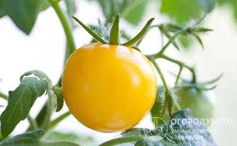 Описание крупноплодного сорта томатов гигант лимонный и правила выращивания