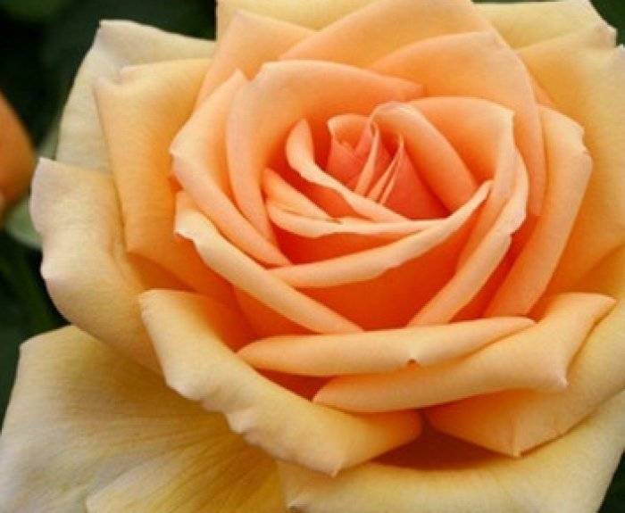 Парковые розы в ландшафтном дизайне: самые красивые сорта, правила посадки и ухода