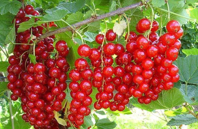 Характеристика и описание красной смородины сорта Уральская красавица