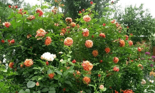 Роза Алоха: описание сорта и характеристика, правила посадки и выращивания