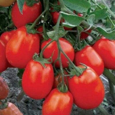 Маруся — томат из германии для русского застолья