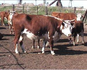 Казахская белоголовая порода коров характеристика отзывы