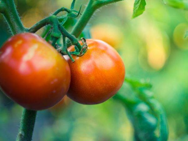Как собрать двойной урожай скороспелых томатов «анюта f1»: описание сорта, советы по уходу