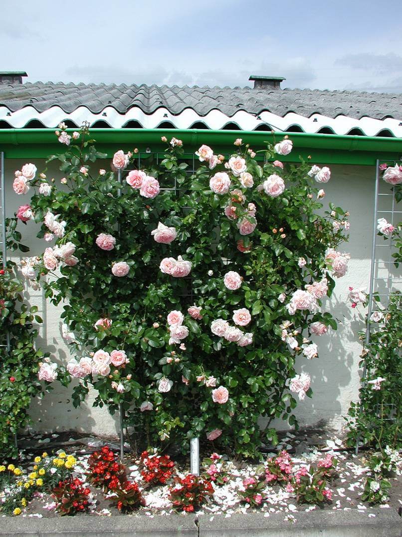 Описание и выращивание роз «фламентанц»