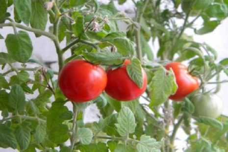 Описание сорта томата Славянка, его характеристика и урожайность