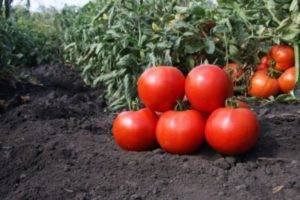 Безрассадный томат: правила посадки, выращивания и ухода
