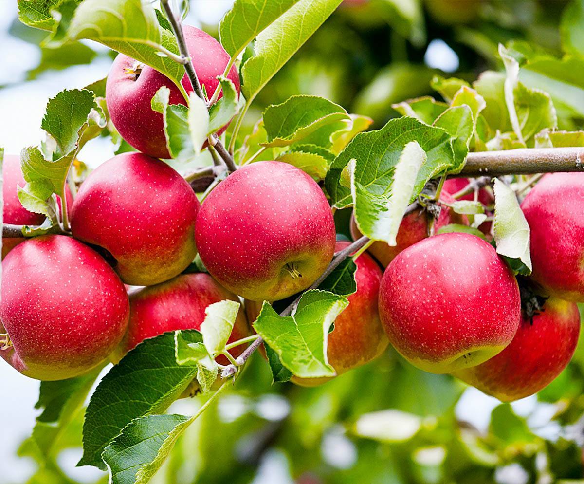 Выбираем лучшие сорта яблонь для умеренной климатической зоны