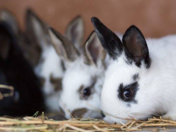 Можно ли и как правильно давать петрушку и укроп кроликам, возможный вред