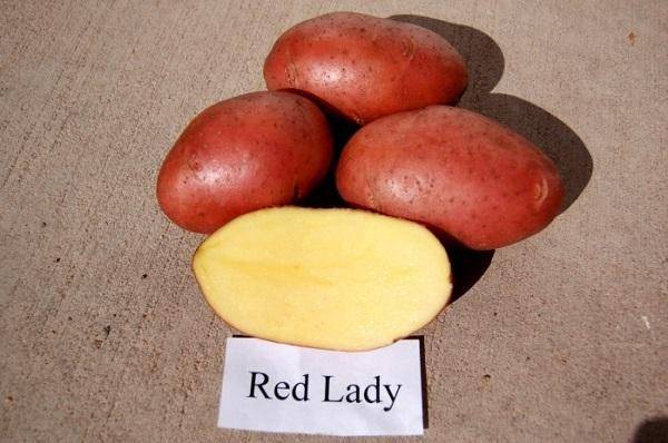 Какую картошку посадить? критерии выбора лучшего сорта картофеля
