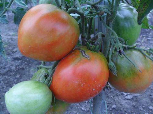 Томат «толстые щечки»: описание и характеристика сорта, советы по применению помидор