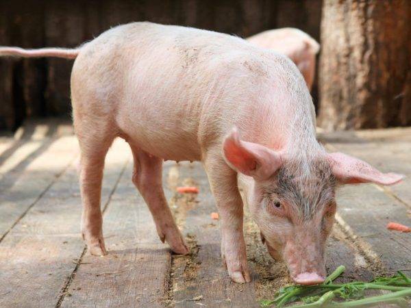 Достоинства и недостатки применения стимуляторов роста для свиней