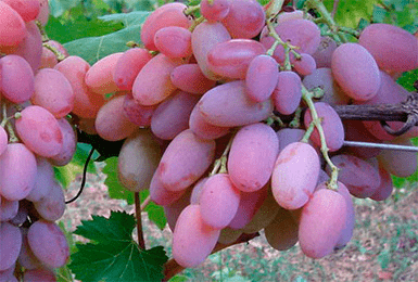 Описание и характеристики сорта винограда Водограй, плюсы и минусы, выращивание