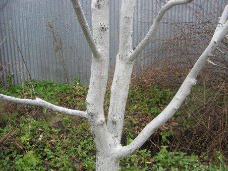 Рябина черноплодная — уход осенью и подготовка к зиме: обрезка и укрытие