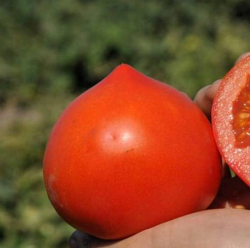 Характеристика и описание томата Биф, что это за сорт, его урожайность