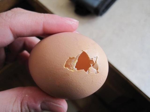 Почему куры несут мелкие яйца?
