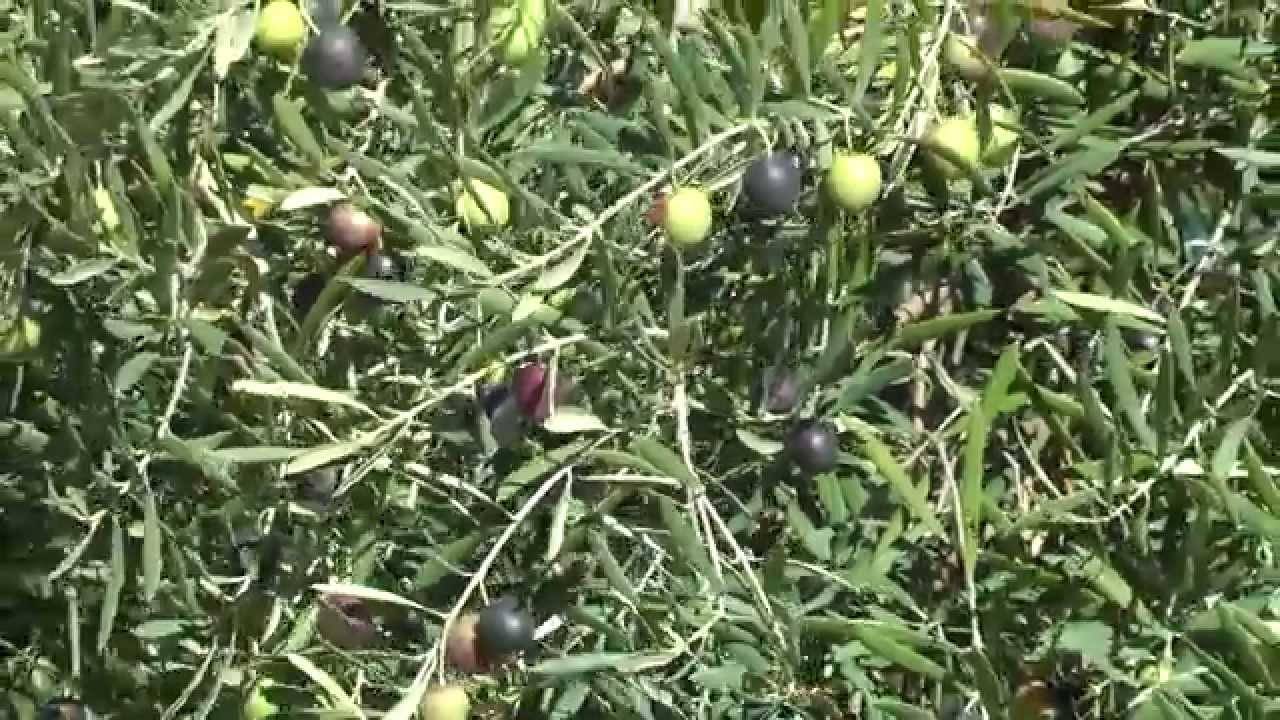 Оливки и маслины польза и вред как растут, чем отличаются