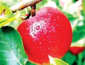 Сорт яблони услада – мечта садоводов-любителей