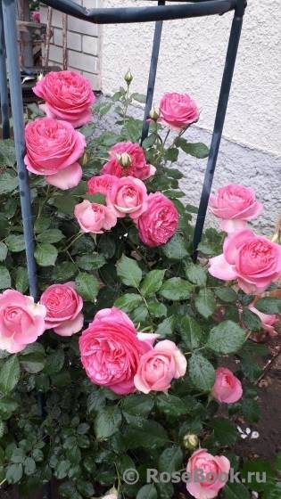 Особенности и описание роз пьер де ронсар