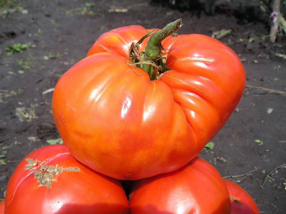 Описание устойчивого к томатным заболеваниям сорта «сахарный гигант»: выращивание и фото помидоров