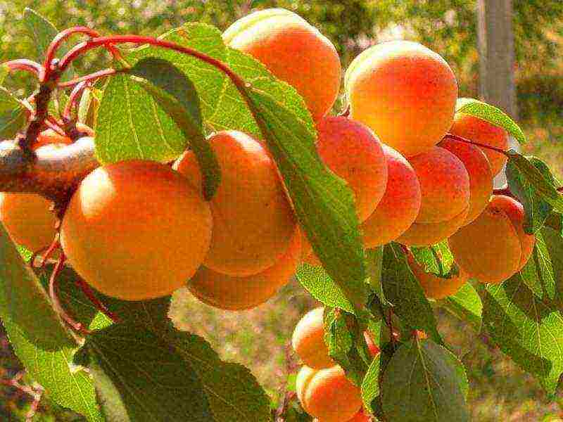 Абрикос графиня – фруктовое величество с ароматом лета