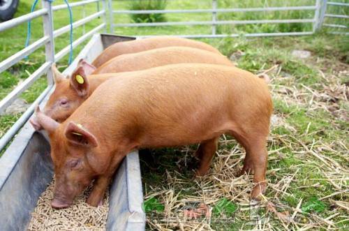 Что есть свинья: кормление pic, чем питается, сколько раз в день кормить поросят