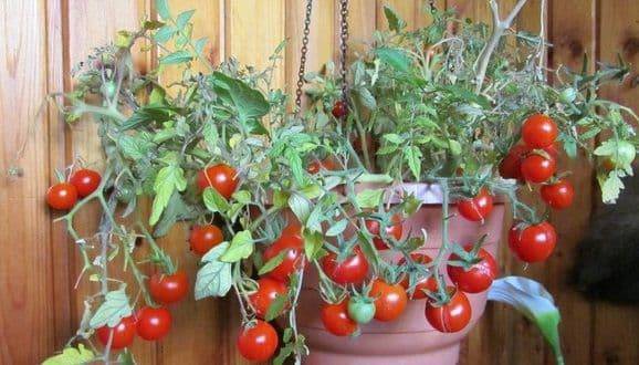Выращивание томатов на подоконнике. комнатные томаты уход
