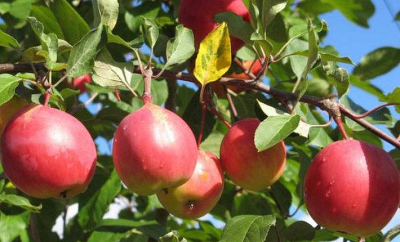 Позднелетняя яблоня орловим: описание, фото