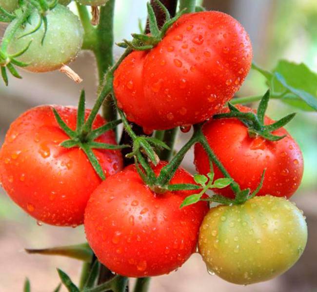 Новые сорта томатов на 2020 год сибирской селекции открытого грунта и теплиц